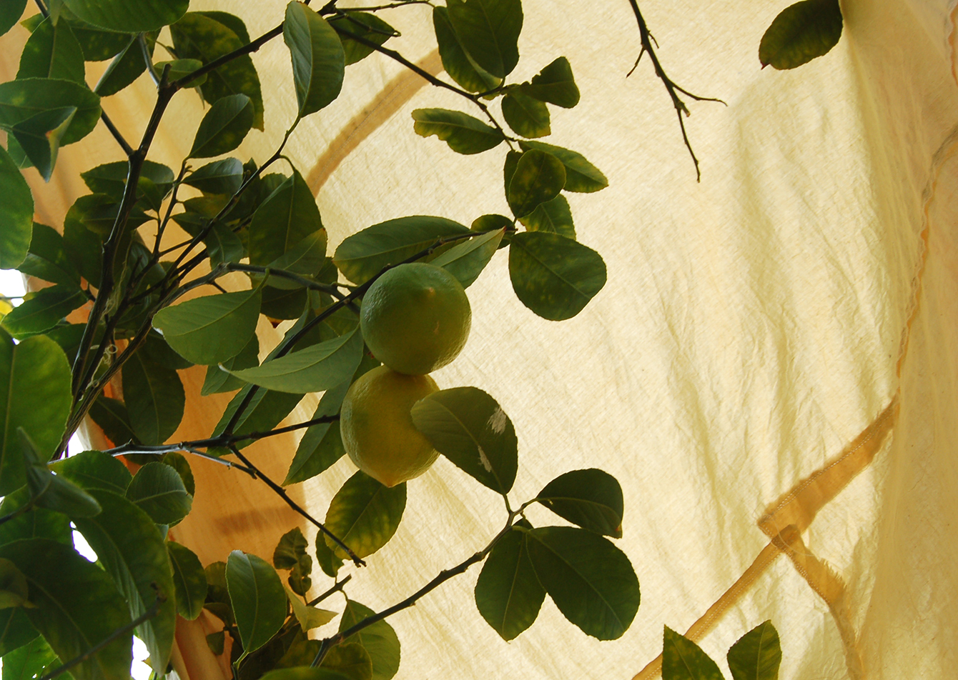 meyer lemon tree (planket 1)